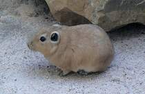 Gundi am 31.05.2008 in Wilhelma/Stuttgart 