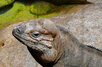 Kopf des Nashorn-Leguan am 31.05.2008 in Wilhelma/Stuttgart 