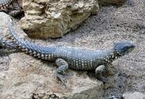 Rieseng�rtelschweif (Schildechse) am 31.05.2008 in Wilhelma/Stuttgart 