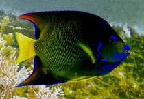 Gekr�nter Engelfisch am 31.05.2008 in Wilhelma/Stuttgart F=2,8 1/10sec ISO200