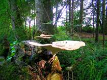 M�chtiger Baumpilz (Gr��e einer Stuhlfl�che);080612