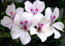 Geranienbl�ten fotografiert am 09.06.08