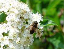 Eine Biene auf Nektarsuche fotografiert in Kautenbach am 08.06.08.