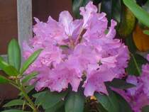 Eines meiner Lieblingsblumen in meinem Garten. Hier in voller Bl�te.