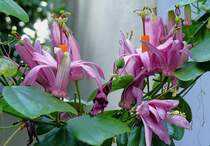 Bl�te der Zier-Orange am 01.06.2008 in Wilhelma/Stuttgart