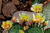 Kaktusbl�ten am 01.06.2008 in Wilhelma/Stuttgart