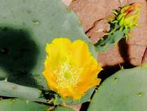 Kaktusbl�te am 01.06.2008 in Wilhelma/Stuttgart