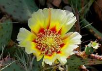 Kaktusbl�te am 01.06.2008 in Wilhelma/Stuttgart