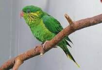 Sch�nlori am 01.06.2008 in Wilhelma/Stuttgart