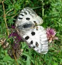 Ein mir namentlich unbekannter aber wundersch�ner Schmetterling im Vall�e de Joux.
(Juli 2006)