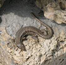 Eine Eidechse beim Sonnenbad.
(Mai 2007)