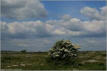 Wei�dornb�sche und -b�ume sind in Irland allgegenw�rtig. Einheimische betrachten diese B�umen auch heute noch mit Respekt und r�cken ihnen nur selten zu Leibe. Immerhin k�nnte es sich um einen  Fairy tree  (Feenbaum) halten. 