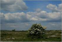 Wei�dornb�sche und -b�ume sind in Irland allgegenw�rtig. Einheimische betrachten diese B�umen auch heute noch mit Respekt und r�cken ihnen nur selten zu Leibe. Immerhin k�nnte es sich um einen  Fairy tree  (Feenbaum) halten. 