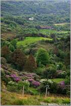 Berglandschaft in der N�he von Glengariff, Irland Co. Cork.