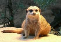 Erdm�nnchen (Katzenartiges Raubtier) unter W�rmelampe am 01.06.2008 in Wilhelma/Stuttgart