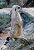 Wache schiebendes Erdm�nnchen (Katzenartiges Raubtier) am 01.06.2008 in Wilhelma/Stuttgart