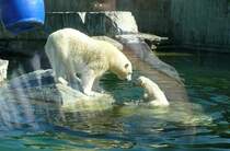 Eisb�r Wilb�r mit Mutter am 01.06.2008 in Wilhelma/Stuttgart. Leider ist etwa 5m vor der Glasfront der Eisb�ranlage eine Absperrung, damit m�glichst viele Besucher einen Blick auf das Eisb�rjunge werfen k�nnen (Spiegelung st�rt unheimlich beim fotografieren)