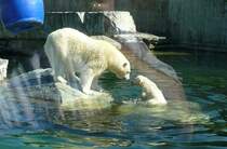 Eisb�r Wilb�r mit Mutter am 01.06.2008 in Wilhelma/Stuttgart. Leider ist etwa 5m vor der Glasfront der Eisb�ranlage eine Absperrung, damit m�glichst viele Besucher einen Blick auf das Eisb�rjunge werfen k�nnen (Spiegelung st�rt unheimlich beim fotografieren)