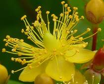 Die Staubgef��e einer Bl�te fotografiert am 15.06.08.