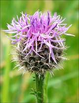 Die Bl�te einer Per�cken-Flockenblume (centaurea pseudophriygia) aufgenommen am 14.06.08.