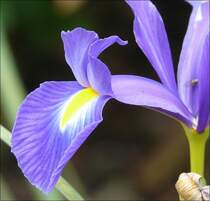 Teil einer Irisbl�te fotografiert am 15.06.08.