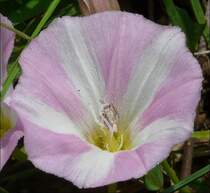 Bl�te der Ackerwinde aufgenommen am 15.06.08.