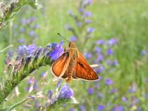 Rostfarbiger Dickkopffalter(M�nnchen), macht es sich auf einer Bl�te gem�tlich; 08617