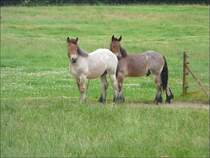 Diese beiden Pferde fotografierte ich in der Nhe von Hamoir am 28.06.08. (Jeanny)