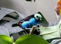 Trkistangar am 14.06.2008 in Wilhelma/Stuttgart 