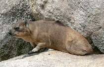 Kap-Klippschliefer am 18.06.2008 in Wilhelma/Stuttgart