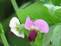 Erbsenblten aufgenommen am 30.06.08. (Jeanny)