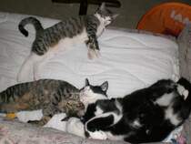 Katzenversammlung
2007