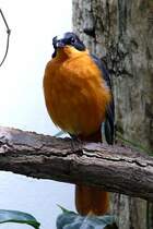 Weischeitelrtel am 18.06.2008 in Wilhelma/Stuttgart