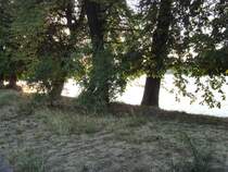 Bume am Ufer der INSEL,
Juli 2008