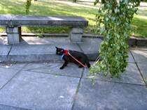 Maunzerles Spaziergang im Treptower Park,
Juli 2008