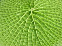 Das Blatt der Riesenseerose, hier von unten gesehen, kann einen Durchmesser von bis zu zwei Metern erreichen