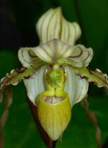 Blte einer Orchideenart