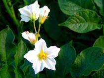 Kartoffelblte; 080710