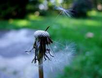 „der letzte Mohikaner“ oder der letzte Rest vom Sch�tzenfest einer Pusteblume; 080728