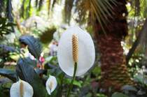 Im Palmenhaus im Palmegarten gibt es auch dieses Einblatt zu betrachten