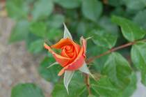 Eine herrliche taufrische junge Rose, in sehr sch�ner rot/orange Farbe