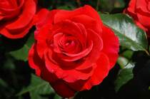 Eine sch�ne rote Rose, deren n�here Bezeichnung ich nicht finden konnte. Fotografiert habe ich sie auf der Insel Mainau