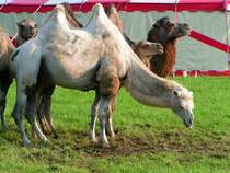 Kamele g�nnen sich vorm Auftritt noch eine kleine Pause; RIED i.I. 080727