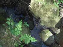 Der Krebsengraben Bach im Wald am 29.07.2008 (Pfarrkirchen) 
