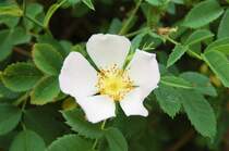 sie hier z�hlt zu den Bibernell-Rosen, ebenfalls auf Mainau fotografiert.