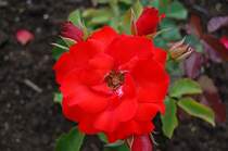 Und noch eine Edelrose, die so herrlich leuchtet, als wolle sie alle anderen �berbieten.