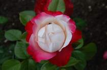 Eine weitere, noch sehr junge Edelrose, ist diese wundersch�ne Blume