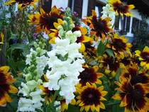 Ein Busch von wei�en L�wenm�ulchen