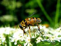 Wespe saugt den s�ssen Nektar; 080727 