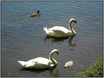 Eine Schwanenfamilie sowie etwas abseits eine Ente, beobachtet am 29.06.2008 im D�sseldorfer St�ndehauspark.